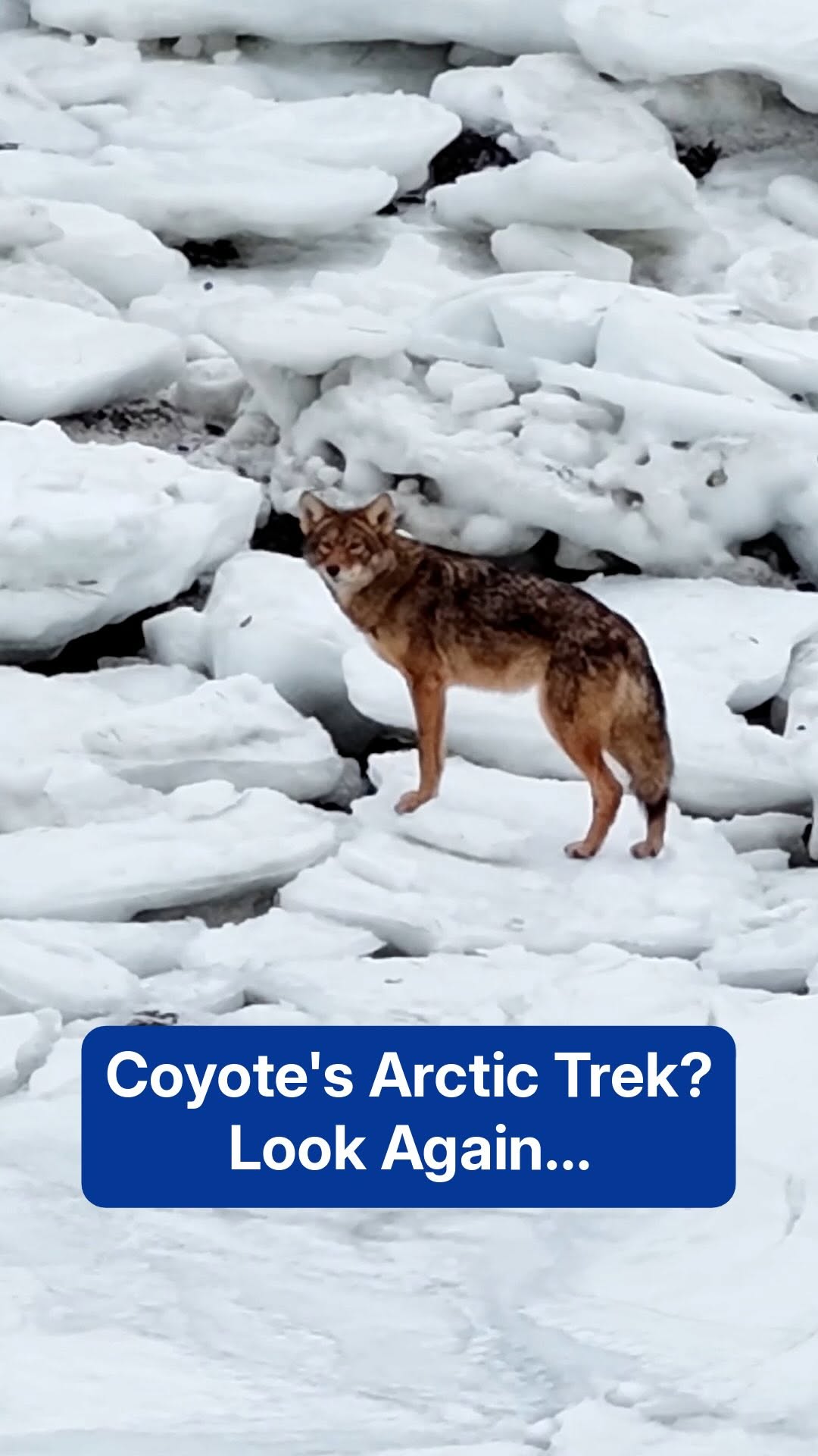 A lone coyote exploring a snow-covered New England coastline