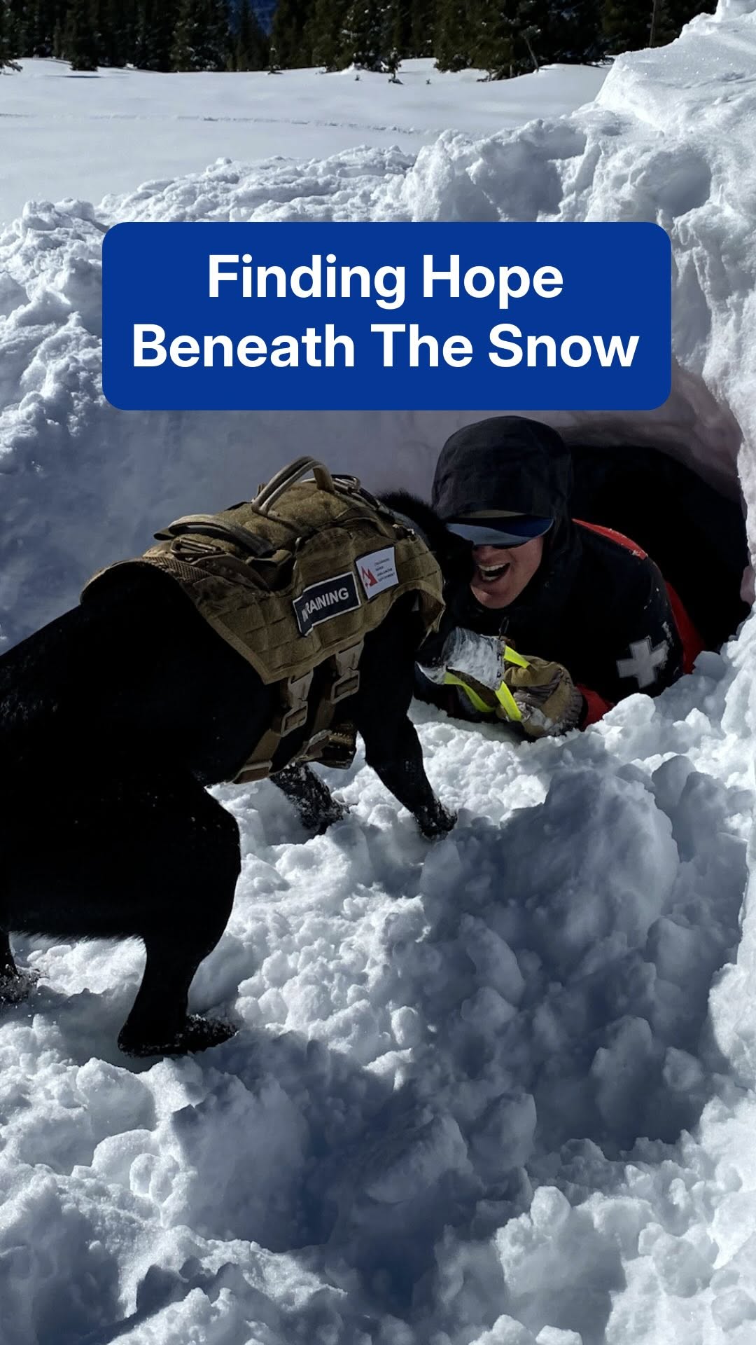 Dogs using their instincts as four-legged heroes in severe weather